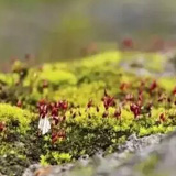 赤峰袁枚《苔》英譯本14種